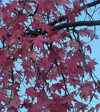 度假居 Casa Da Memoria