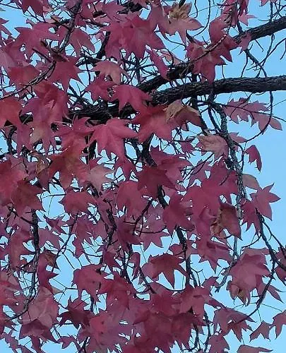 Tatil Evi Casa Da Memoria